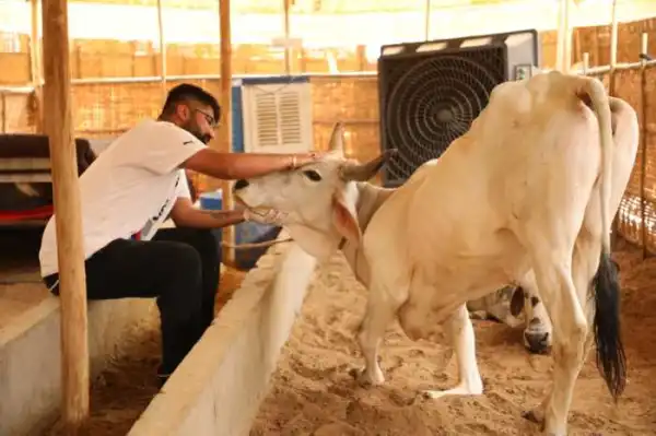 जोधपुर Dog Home Foundation द्वारा 12000 से ज्यादा गायों का टीकाकरण