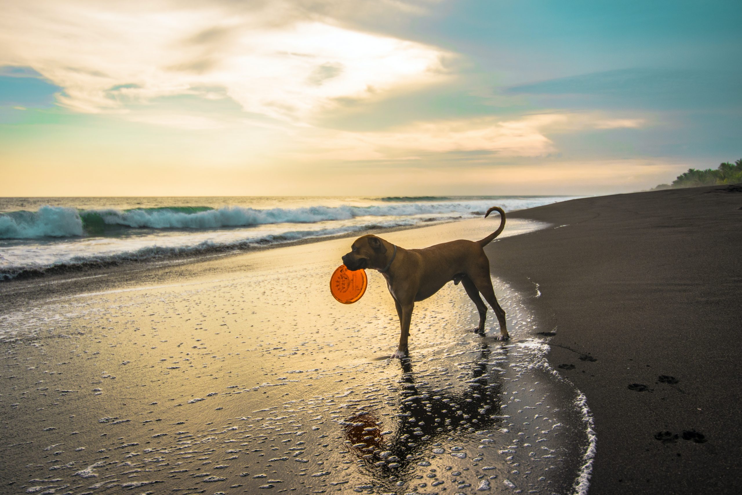 5 Beach Poses With Your Pet | Curly 