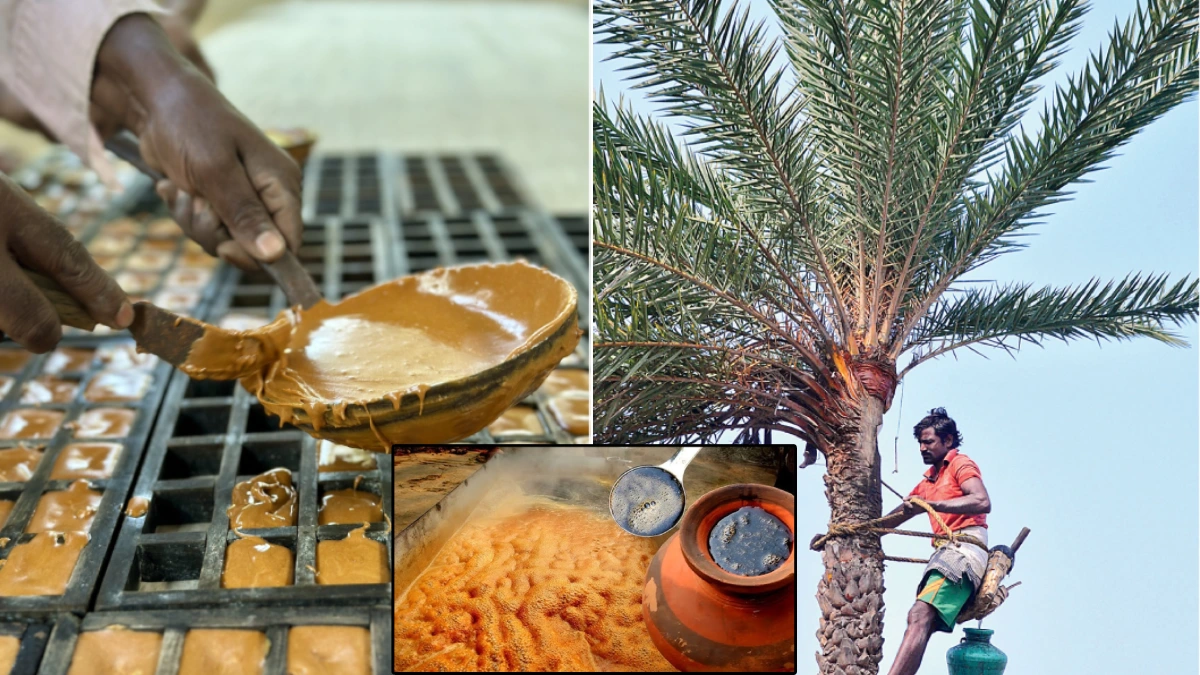 Date Jaggery Making